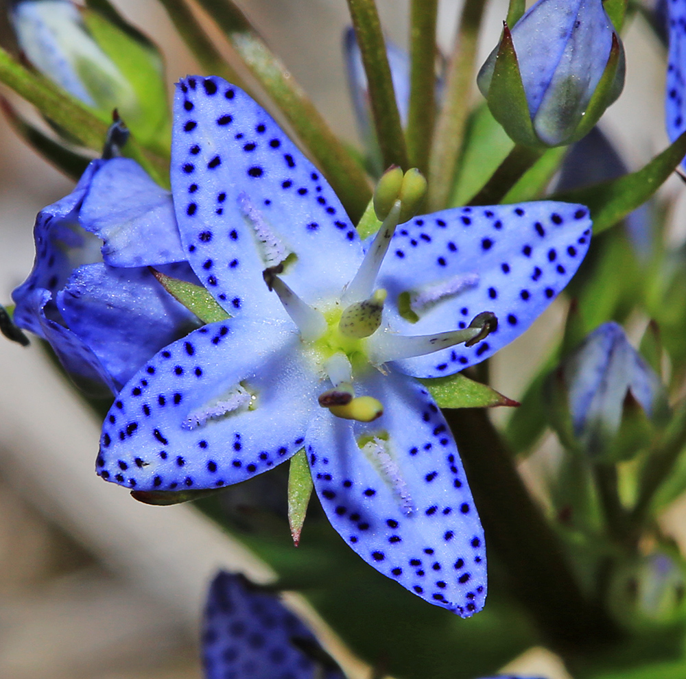 Image of Ophelia tetrapetala specimen.