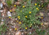 Nolletia tenuifolia