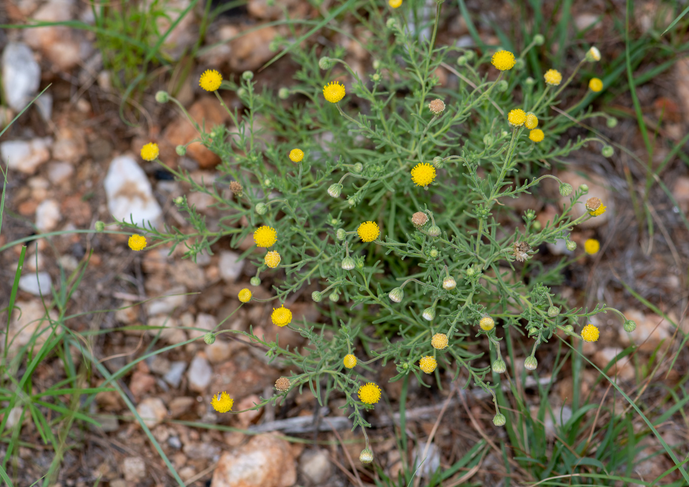 Image of Nolletia tenuifolia specimen.