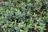 Vaccinium vitis-idaea. Вегетирующее растение. Республика Алтай, Усть-Коксинский р-н, долина реки Мульта, хвойный лес. 28 июля 2020 г.
