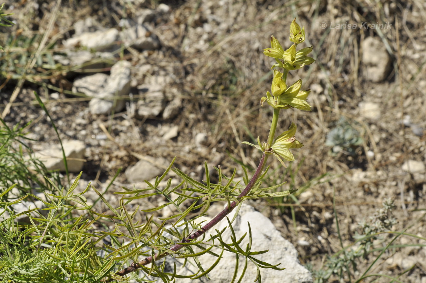 Image of Salvia scabiosifolia specimen.