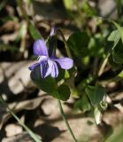 Viola sororia