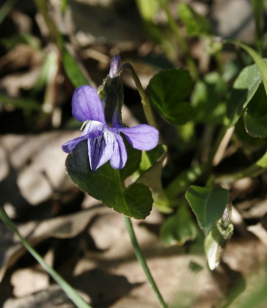 Изображение особи Viola sororia.