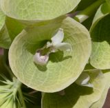 Moluccella laevis. Цветок. Израиль, Нижняя Галилея, г. Верхний Назарет, заброшенный цветник. 16.06.2020.