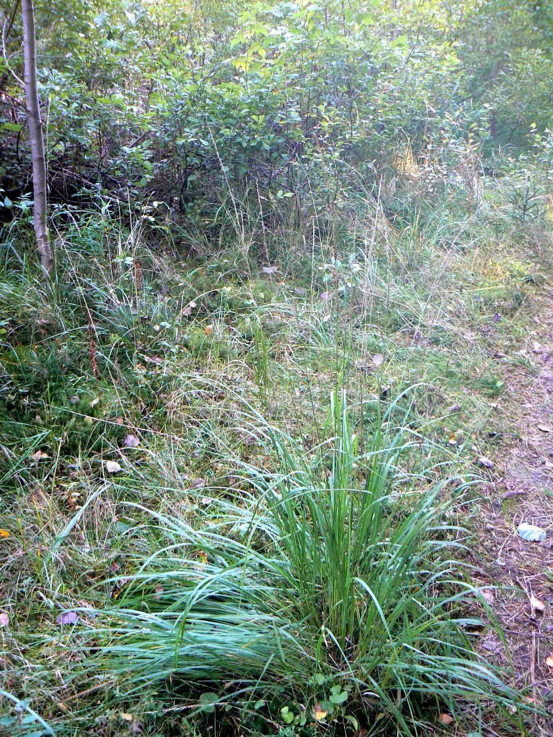 Image of Molinia caerulea specimen.