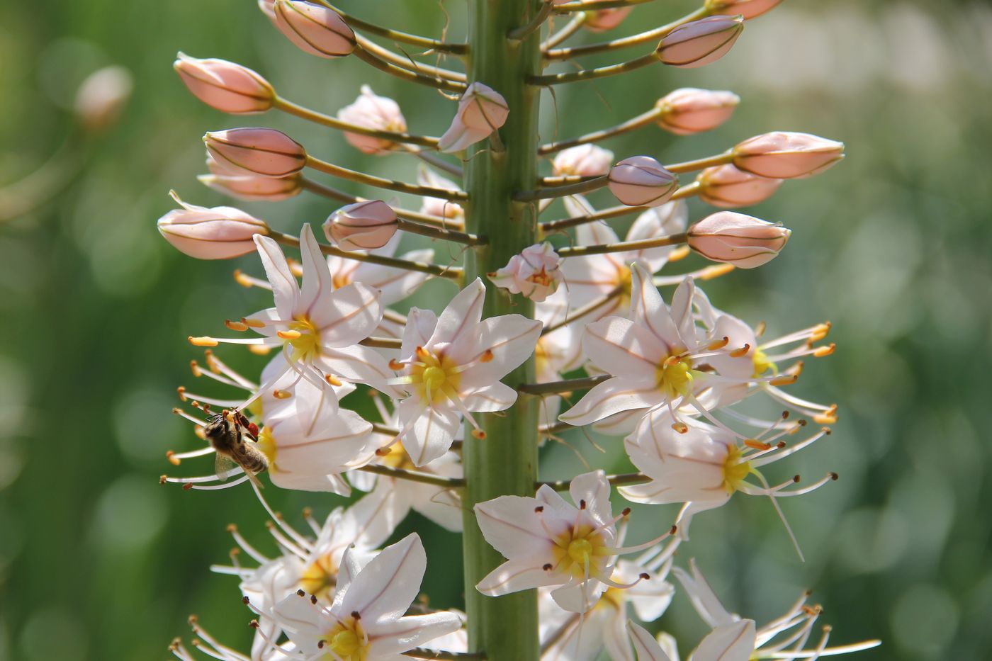 Изображение особи Eremurus robustus.