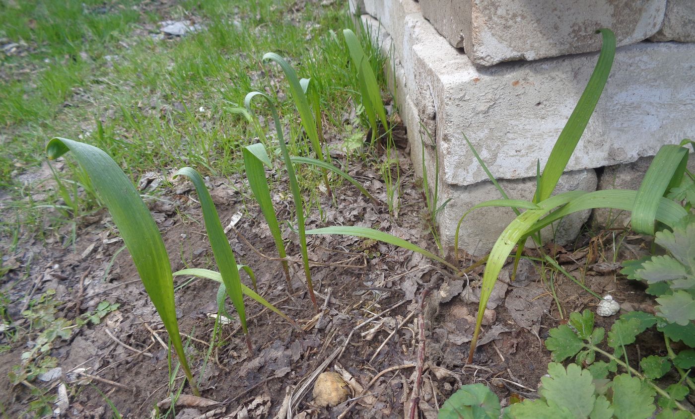 Image of Allium aflatunense specimen.