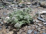 Nepeta kokanica