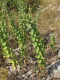 Linaria genistifolia subspecies dalmatica. Цветущие и плодоносящие растения. Хорватия, Дубровник, гора Srd, травянистый склон с одиночными кустарниками. 28 августа 2010 г.