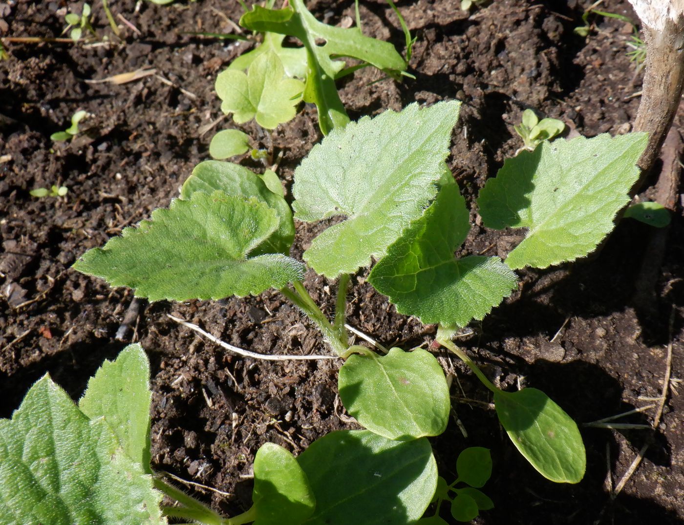Изображение особи Lunaria annua.