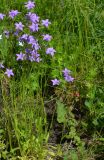 Campanula patula. Цветущие растения. Тульская обл., Плавский р-н, окр. пос. Молочные Дворы, балка, суходольный луг. 30.05.2013.