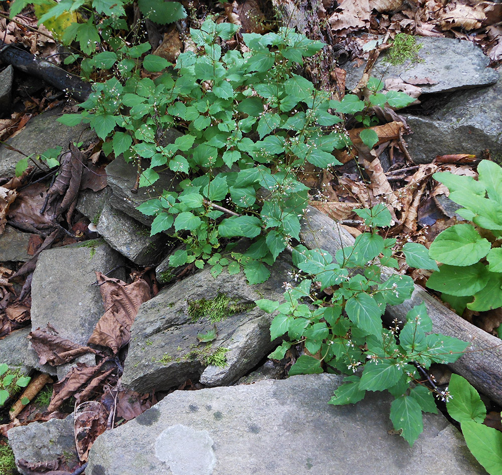 Image of Circaea caulescens specimen.