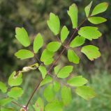 Thalictrum contortum. Лист. Магаданская обл., пригород г. Магадан, окр. пос. Дукча, долина р. Дукча, высокотравная поляна. 12.08.2019.