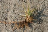 Carex hirta