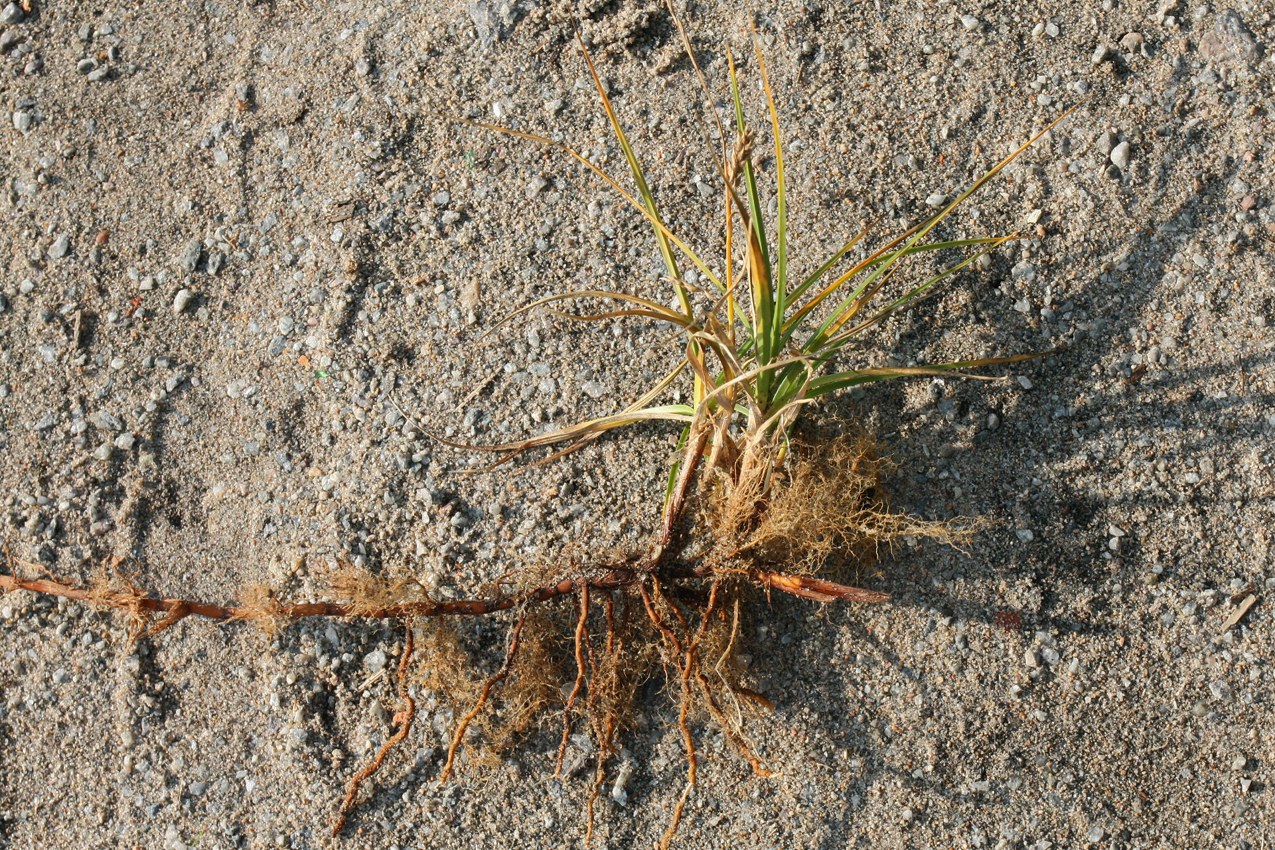 Image of Carex hirta specimen.