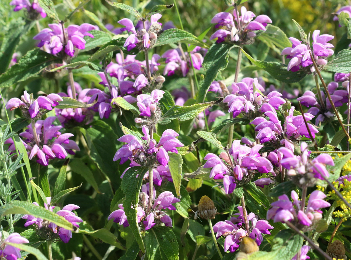 Image of Phlomis taurica specimen.