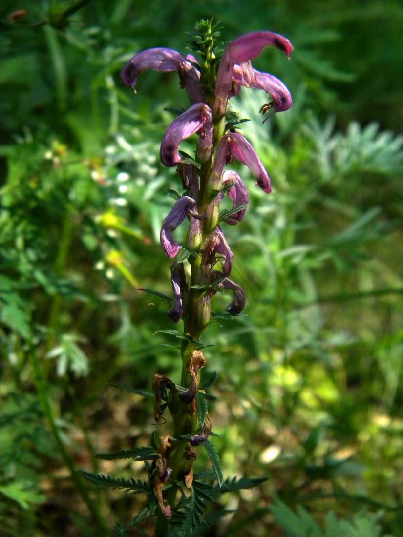 Изображение особи Pedicularis elata.