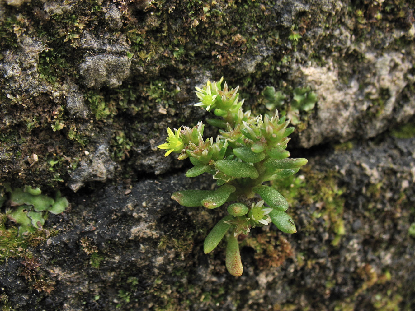 Изображение особи Sedum litoreum.