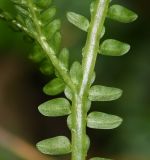 род Selaginella