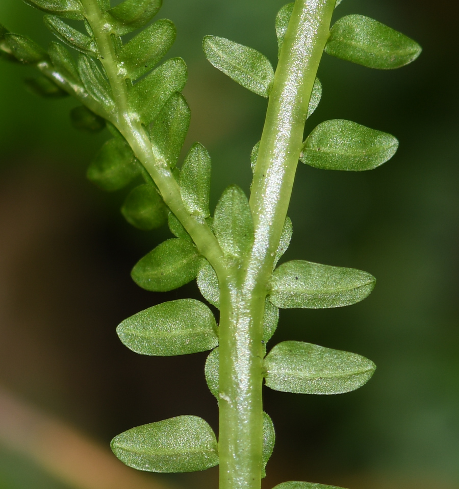 Изображение особи род Selaginella.