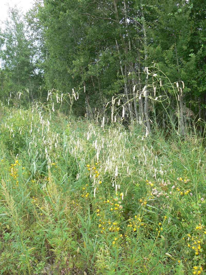 Изображение особи Sanguisorba parviflora.