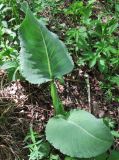 Ligularia macrophylla