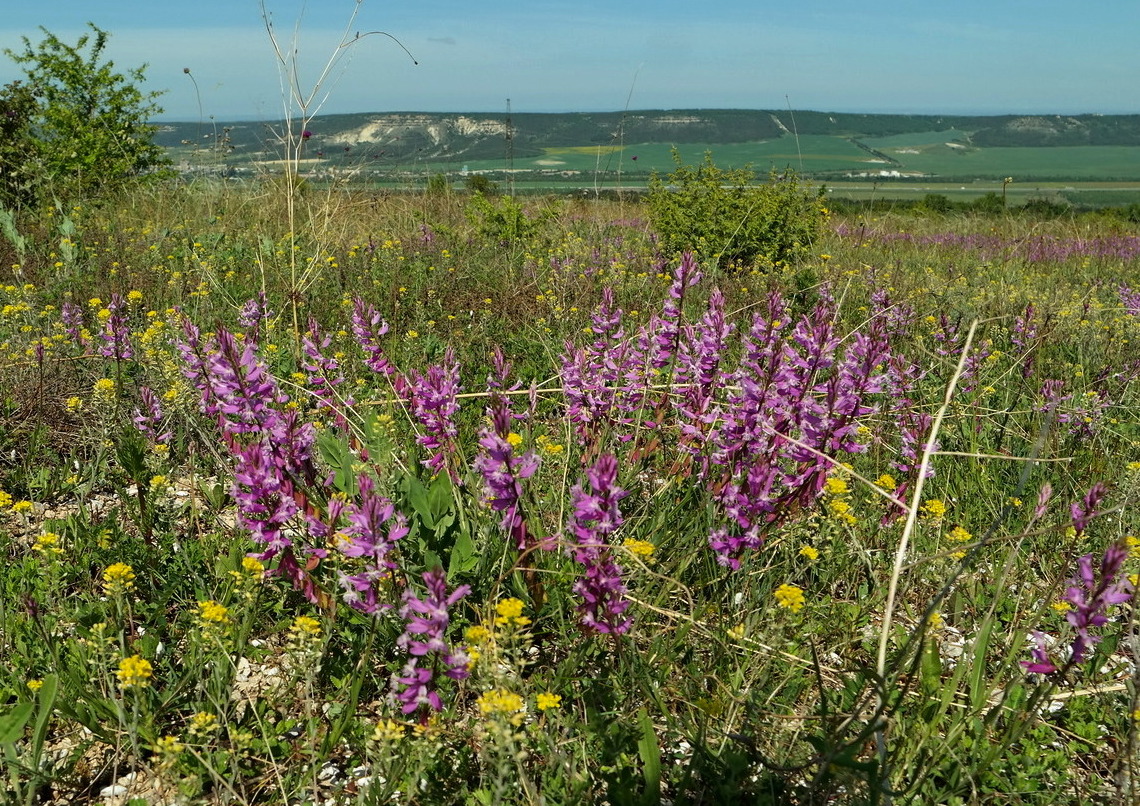 Изображение особи Polygala major.