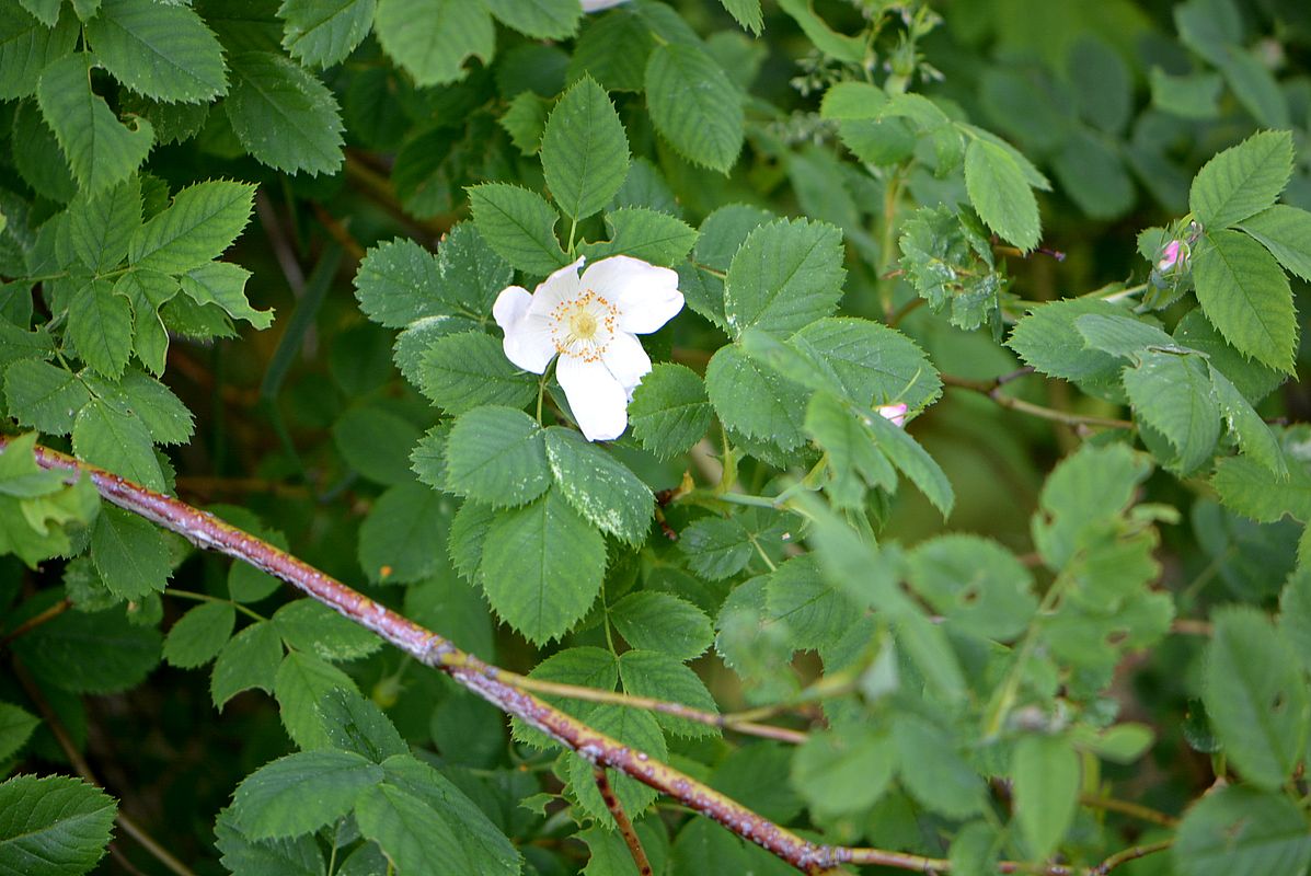 Image of Rosa subcanina specimen.