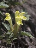 genus Scutellaria