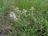 Thymus marschallianus