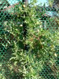 Clematis tangutica