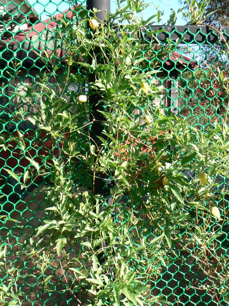 Изображение особи Clematis tangutica.