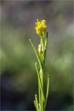 Barbarea stricta