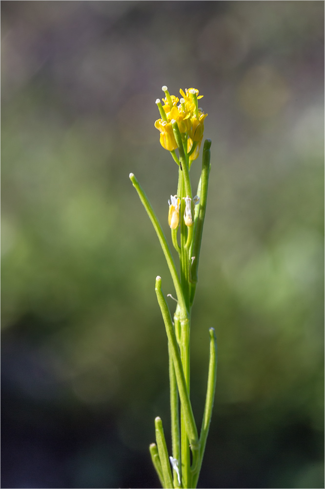 Изображение особи Barbarea stricta.