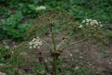 Heracleum trachyloma