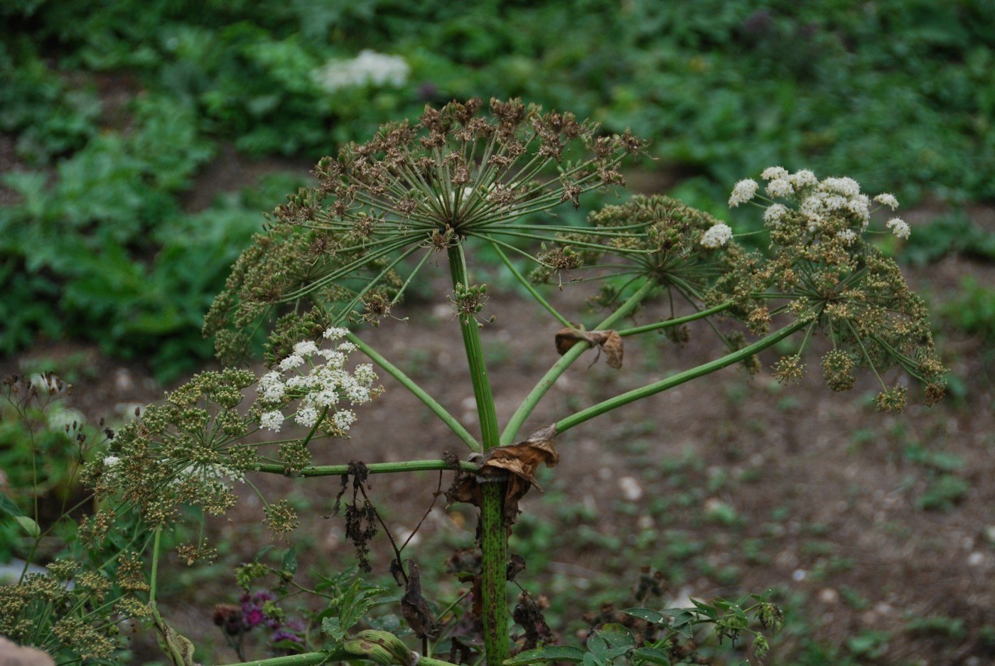 Изображение особи Heracleum trachyloma.