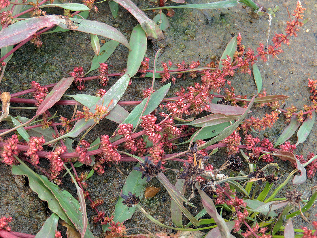 Изображение особи Rumex ucranicus.