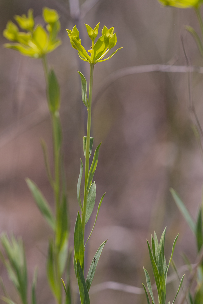 Изображение особи Euphorbia seguieriana.