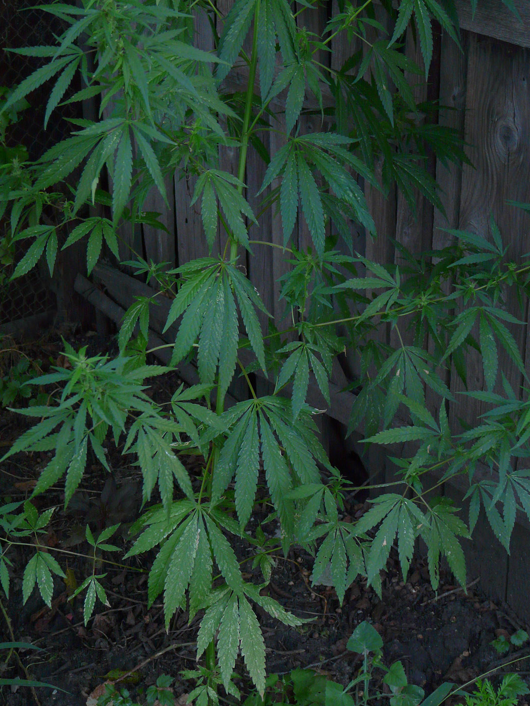 Image of Cannabis sativa var. spontanea specimen.