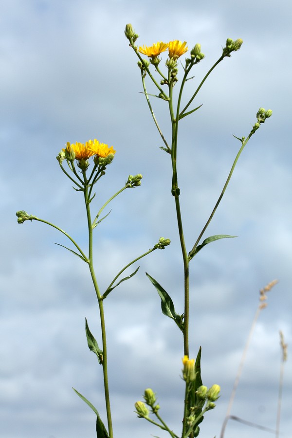 Изображение особи Picris hieracioides.