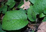 Trachystemon orientalis
