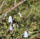 Adenophora lamarckii