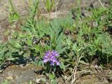 род Vicia
