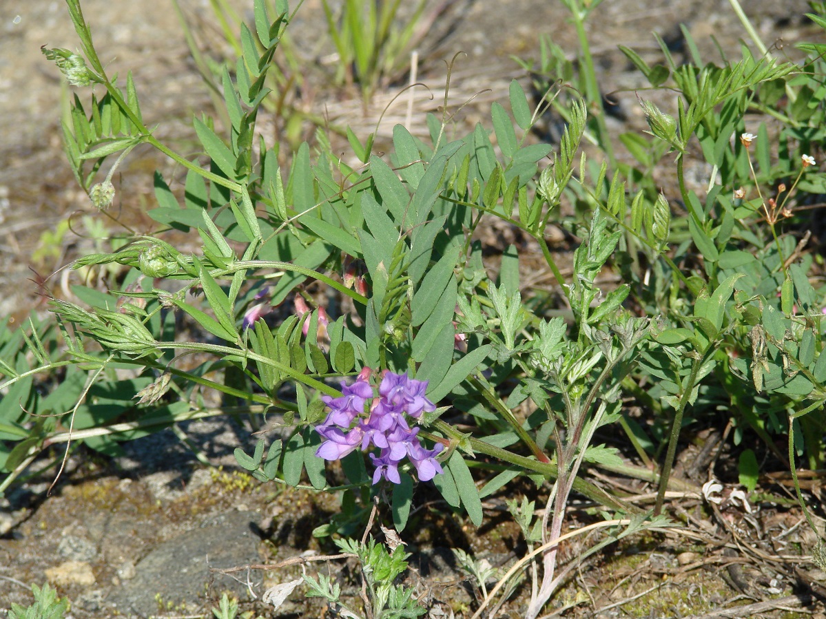 Изображение особи род Vicia.