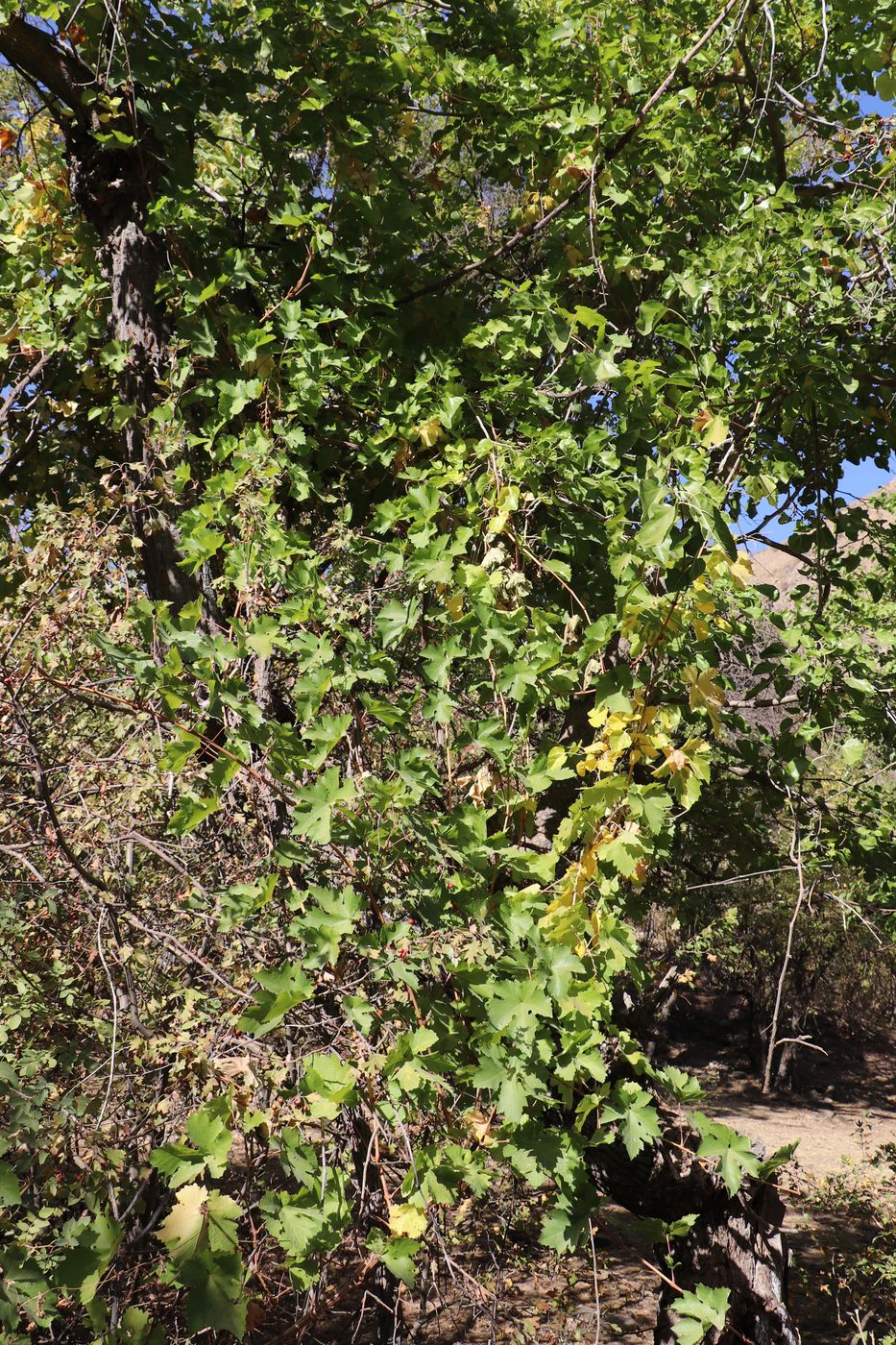 Image of Vitis vinifera specimen.