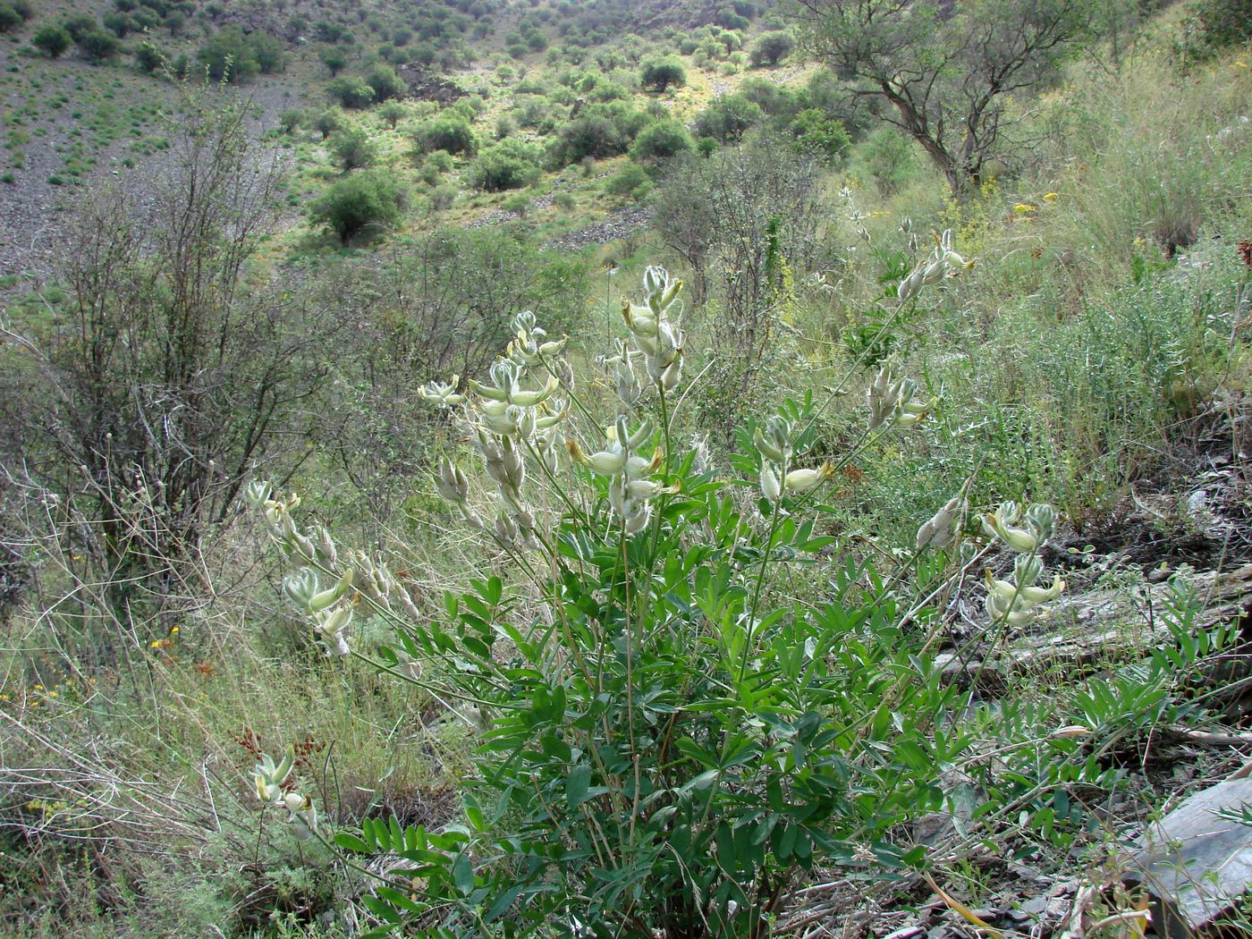 Изображение особи Astragalus iskanderi.