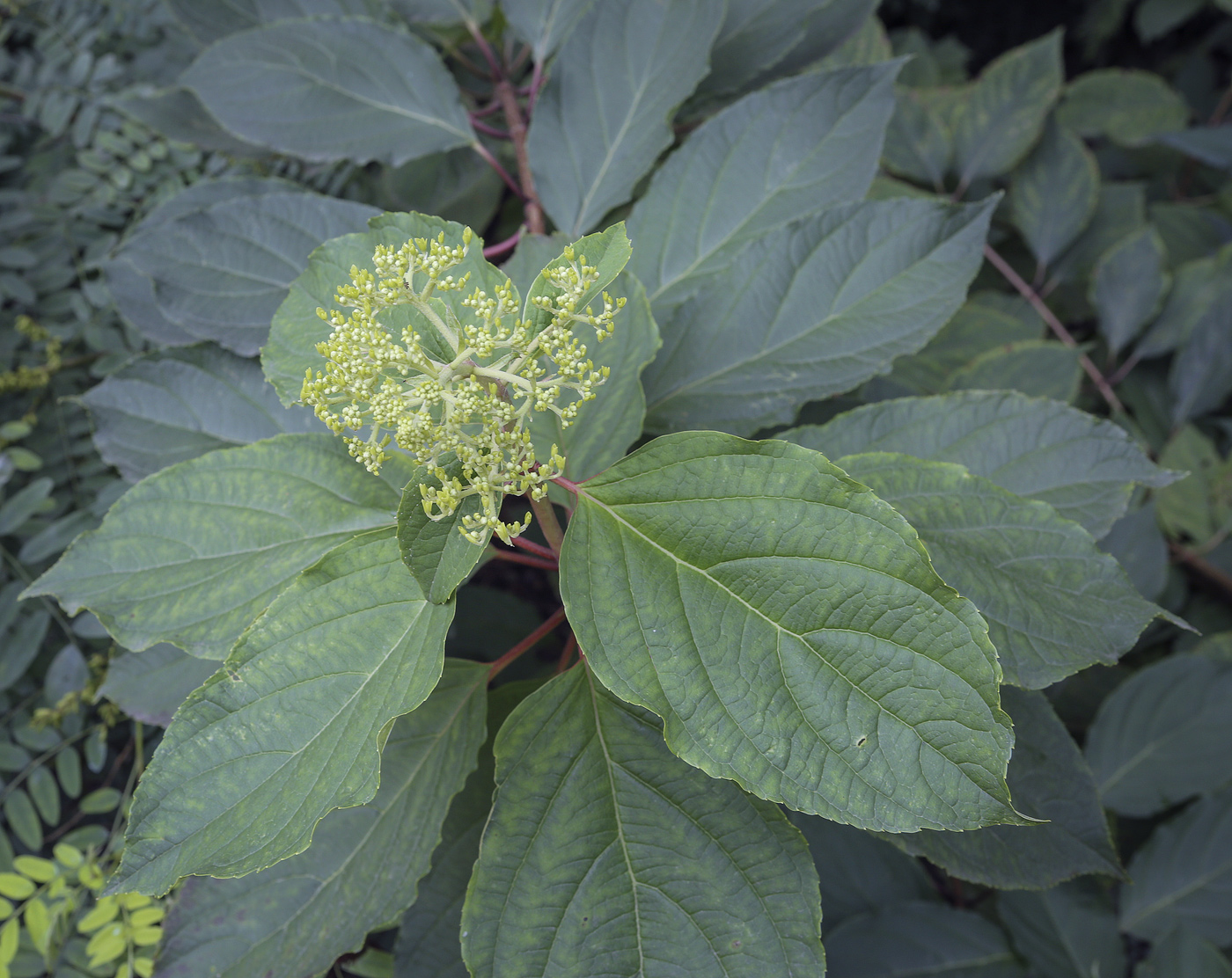 Image of Hydrangea paniculata specimen.