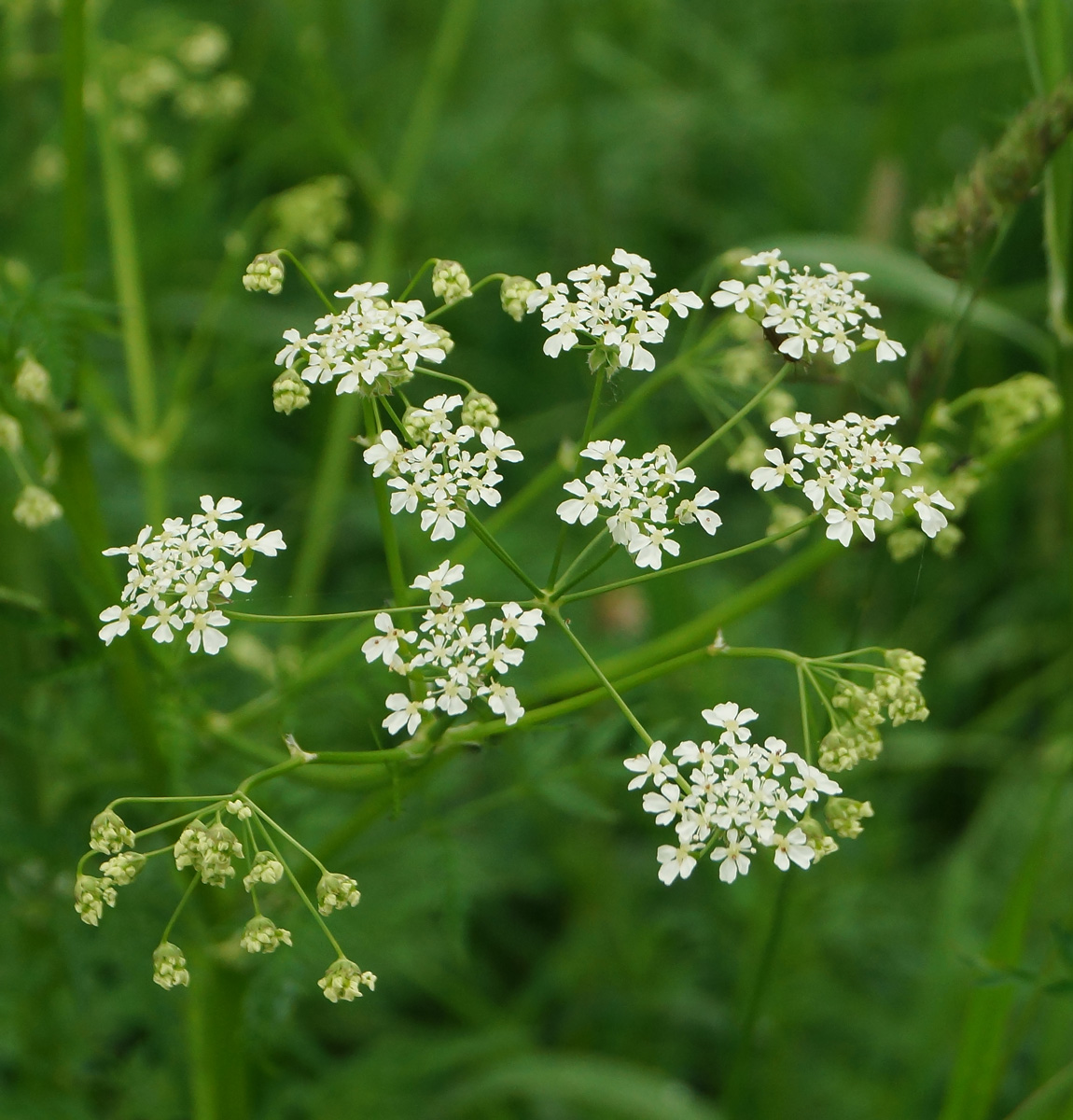 Изображение особи Anthriscus sylvestris.