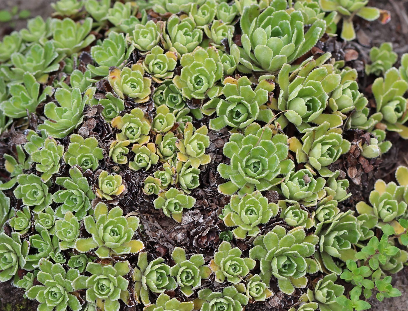 Image of Saxifraga paniculata specimen.