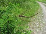 Amorpha fruticosa